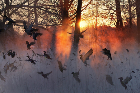 Duck's Delight - flying, ducks, sky, snow, winter, sunrise, birds