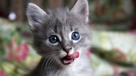 Delicious... - licking, tongue, grey, cat, cute, kitten