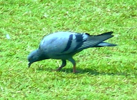 Wild pigeon - wild, animals, pigeon, birds