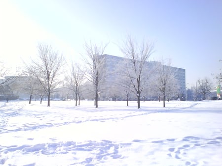 love my hubby danny - forest, landscape, snow, winter, park