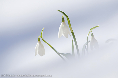 snowdrops in snow wallpaper clipart