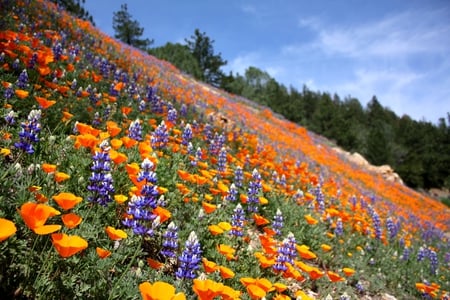 summer landscape - flowers, lupine, poppy, nature, landscape, mountains