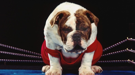 Seconds Away Round 3 - red, ring, dog, wrestler, bulldog