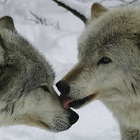 Tundra Wolves