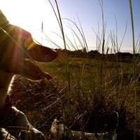 My Border Collie