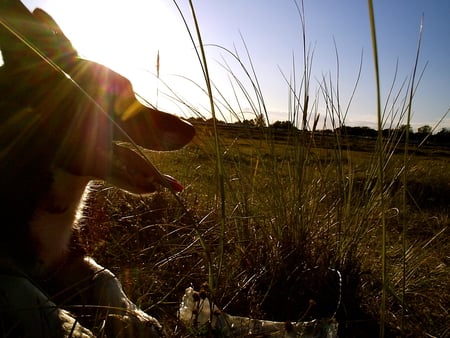 My Border Collie - dunes, resting, exercise, dogs