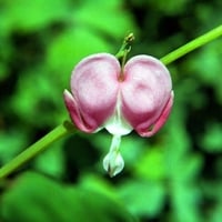 Bleeding-Heart