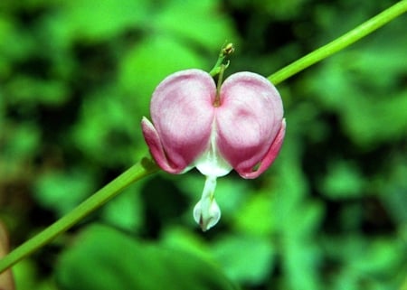 Bleeding-Heart - picture, bleeding, cool, heart, flower