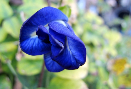 Blue flower - lovely, flower, rare, blue