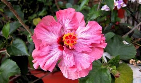 Lovely flower - pretty, flower, lovely, pink