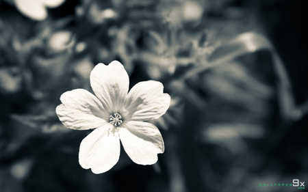 Black N White - black, color, white, flower