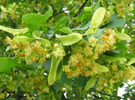 Linden - nature, yellow, linden, flower, tree