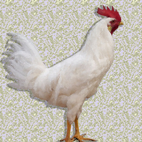 White Leghorn Rooster