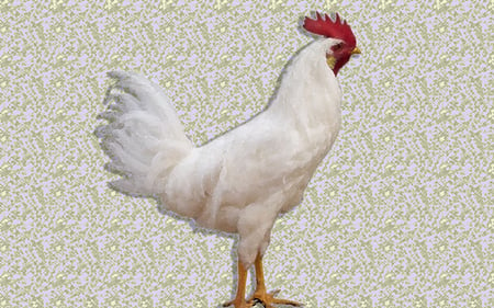 White Leghorn Rooster - chicken, farm, rooster, leghorn, bird