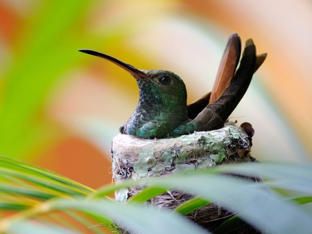 Bird in Nest - bird, in nest, picture, beautiful