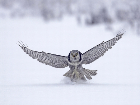 Owl - owl, picture, cool, beautiful