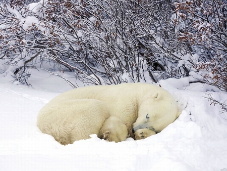 Bear in Snow - bear, in snow, cute, picture