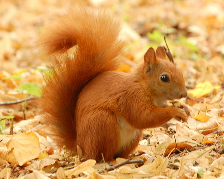 Red squirrel - animal, nature, cute, squirrel