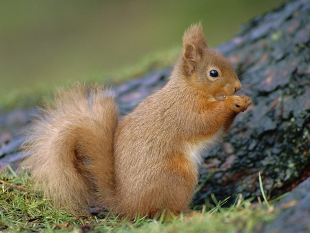 Nice squirrel - animal, nature, mammal, squirrel