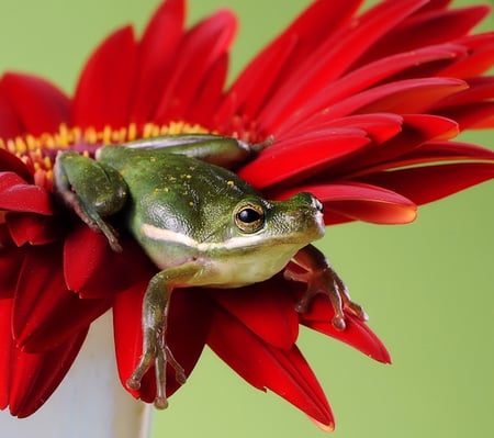 Resting spot - frog, red, flower, green