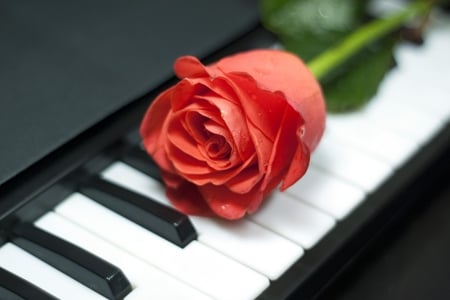 Piano & Rose - piano, music, soft, romance, love, elagance