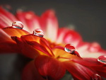 Water drops on flower