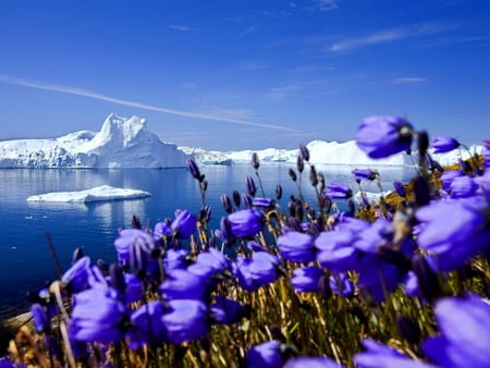 Arctic spring - water, beautiful, blue sky, spring, reflection, ice, blue flowers, nature, pole, frost, arctic, sun, sky