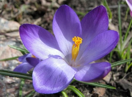 purple - alone, flower, purple, beautiful