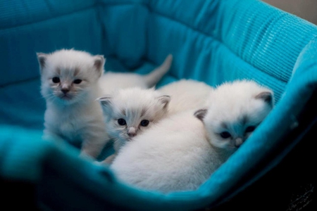 Cute Kittens - three, cute, kittens, blue