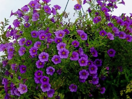 Purple Flowers - purple, flowers, garden, in