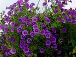 Purple Flowers