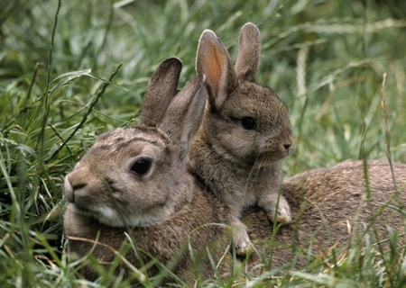 Mutual Love - cute, rabbit, mother, baby