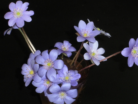 violets - nature, violets, flowers, spring