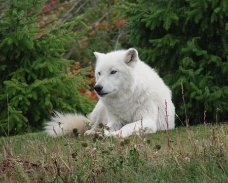 Arctic Wolf - white, animal, arctic, wolf