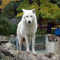 White Tundra Wolf