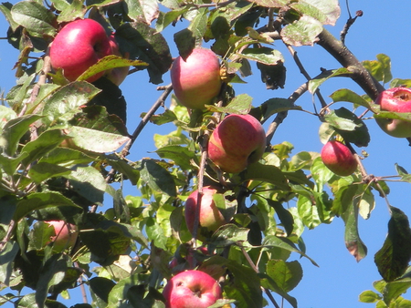 ripe apples - nature, autumn, other, ripe apples