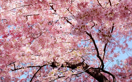 beautiful Spring - sunlight, blossom, beautiful, spring, flower, pink, tree, bloom, twig, sky