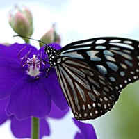 Beautiful butterfly