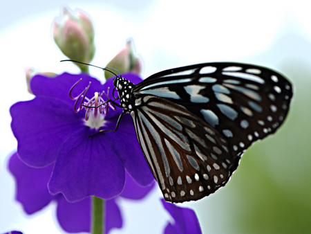 Beautiful butterfly - butterfly, flower, nature, photography