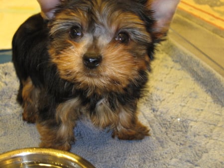 Looking up ~â™¥~ - animals, eyes, sweetheart, forever, dogs, terrier, little, love, lady, girl, puppy, lovely, tiny, precious, beautiful, sweet, soul