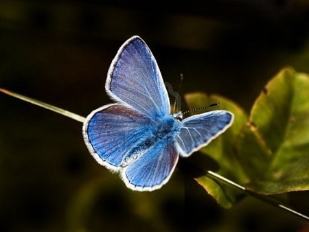 Blue Butterfly - beautiful, photography, butterfly, nature