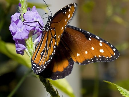 Queen Butterfly - flower, butterfly, beautiful, photography, nature