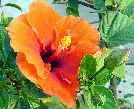 HIBISCUS - beautiful, orange, flower, hibiscus