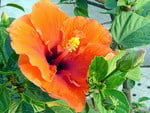 HIBISCUS