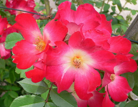 SWEET BRIER ROSE - beauty, rose, flower, red