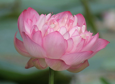 LOTUS - pretty, lotus, flower, pink