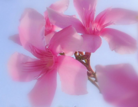 OLEANDER - pretty, flower, pink, poison