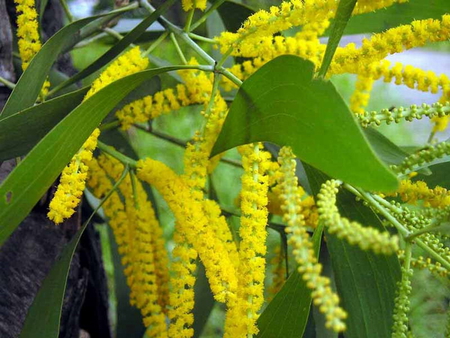 ACACIA - flowers, flower, yellow, pretty