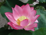 LOTUS