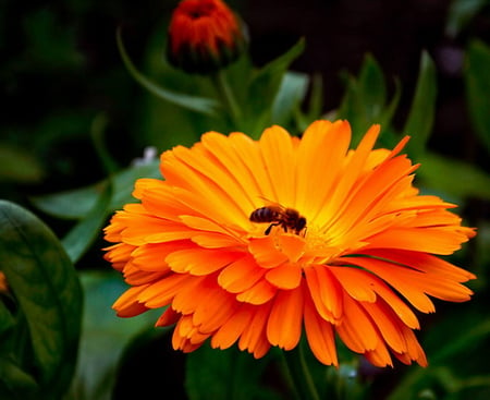 MARIGOLD WITH BEE - pretty, bee, flower, plant